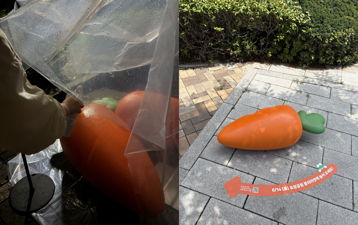 행사 전날 밤 비에 젖은 당근 조형물을 말리고, 다음 날 무사히 사용한 모습